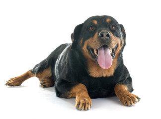 Fototapeta premium rottweiler