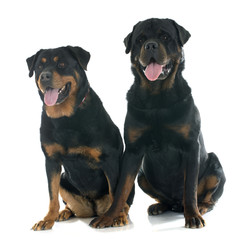 Fototapeta premium rottweilers