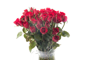 Obraz premium red rose