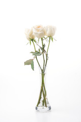 Fototapeta premium white rose