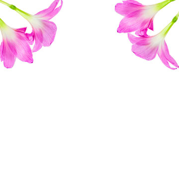 the pink Rain lily flower on white background