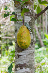 young jackfruit on tree