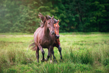 Fototapeta premium two horses running on a field