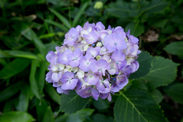 紫のあじさい（紫陽花）
