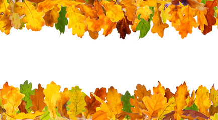 Seamless autumn oak leaves frame, isolated on white.