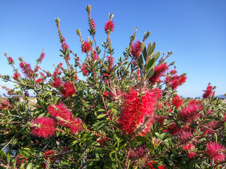 Crimson Bottlebrush