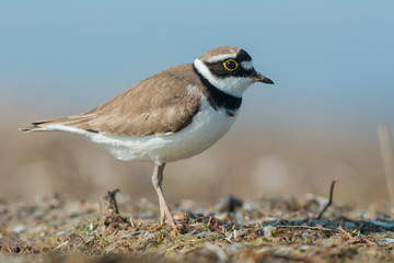 Little Ringed Plover