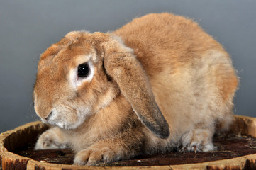 lapin bélier