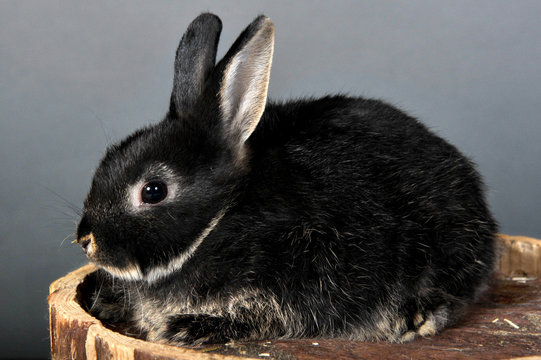 lapin nain noir