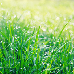 droplets on grass