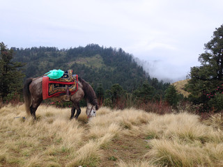 the horse is eating grass on a field in Poonhill, Nepal