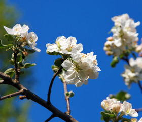 Cherry blossom on blue sky backgraund