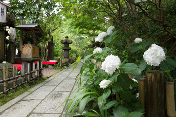 鎌倉　安国論寺の紫陽花