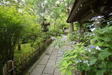 鎌倉　安国論寺の紫陽花