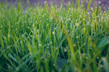 Dew on a grass in spring