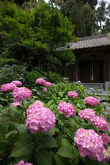 Fototapeta na wymiar 鎌倉　妙法寺の紫陽花