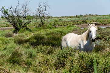 Weiße Pferde in der Camargue