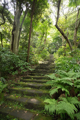 コケに覆われた山寺の参道