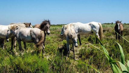 Fototapeta premium Weiße Pferde in der Camargue