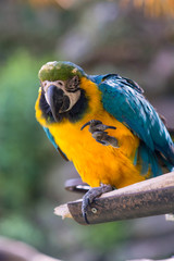 ルリコンゴウインコ