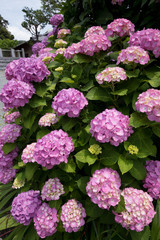 紫色のあじさい（紫陽花）