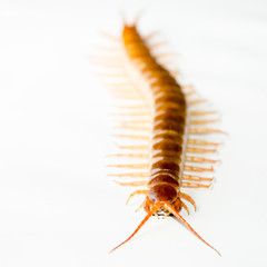 Centipede isolated