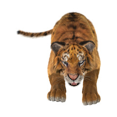Obraz na płótnie Canvas Tiger