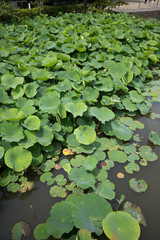 スイレン（睡蓮）の葉