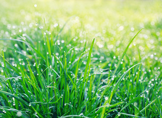 droplets on grass