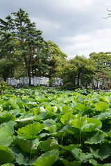 Fototapeta na wymiar 鶴岡八幡宮のスイレン（睡蓮）の葉