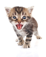  striped kitten crying