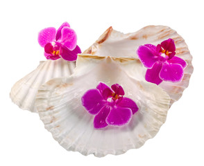 Colored orchid flowers and sea shells, Orhideea Phalaenopsis.