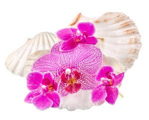 Fototapeta na wymiar Colored orchid flowers and sea shells, Orhideea Phalaenopsis.