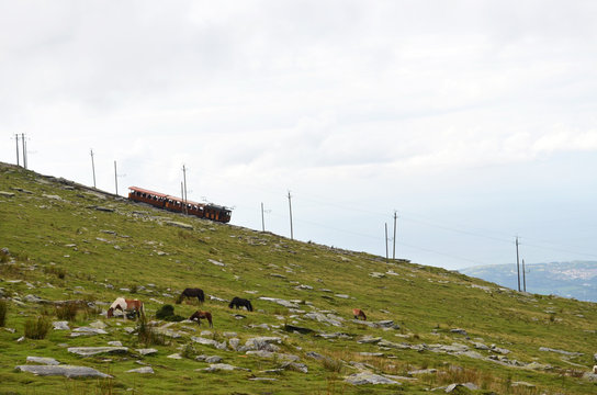 Train de la Rhune et pottok