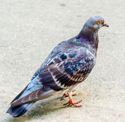 Colored pigeon with red eye, close up, isolated