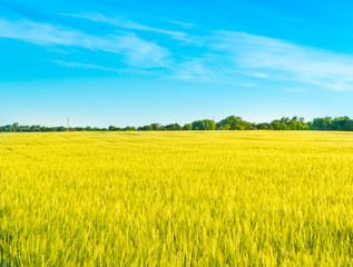 Obraz na płótnie Canvas Wheat field as ukrainian flag.