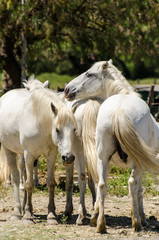 Fototapeta na wymiar Weiße Pferde in der Camargue