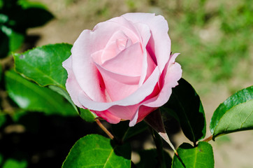 Pink rose on branch in the garden, close up