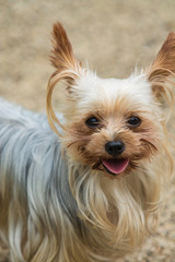 ヨークシャーテリア