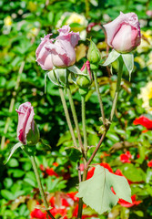 Obraz na płótnie Canvas Mauve roses on branch in the garden, close up