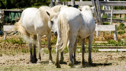 Obraz na płótnie Canvas Weiße Pferde in der Camargue