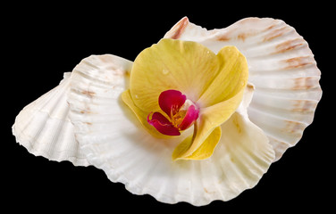 Colored orchid flowers and sea shells, Orhideea Phalaenopsis