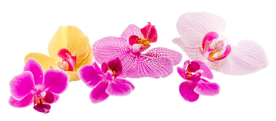 Naklejka na ściany i meble Pink-purple orchid flower, Orhideea Phalaenopsis