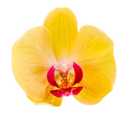 Fototapeta na wymiar Yellow orchid flower, Orhideea Phalaenopsis