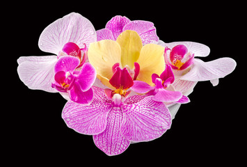 Naklejka na ściany i meble Colored orchid flowers, Orhideea Phalaenopsis