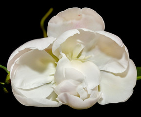White Paeonia peregrina isolated, close up