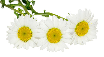 Obraz premium Leucanthemum vulgare, oxeye daisy Chrysanthemum
