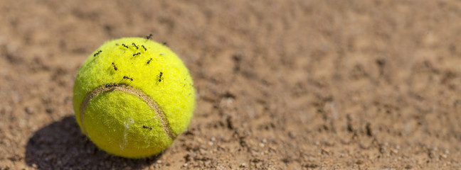 Flock of ants sticking round tennis ball.
Many insects crawling on surface of yellow tennis located on brown clay court