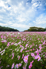 コスモス畑＠佐世保市展海峰
