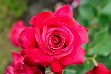 rose bush